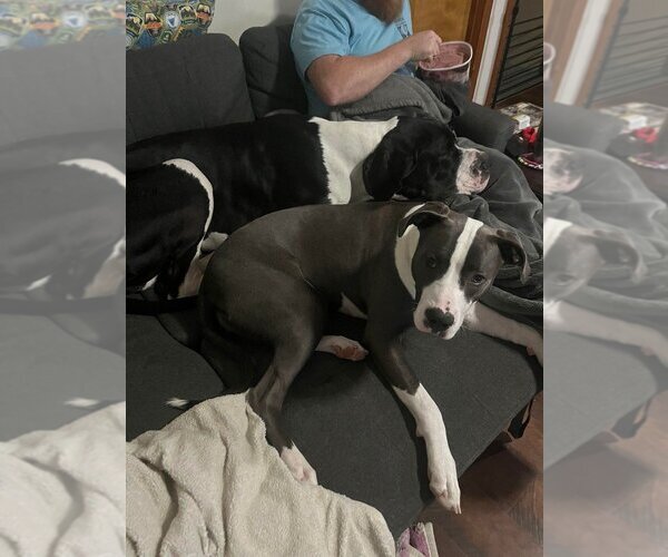 Medium Photo #8 American Pit Bull Terrier-Great Dane Mix Puppy For Sale in Bullard, TX, USA