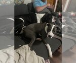 Small #7 American Pit Bull Terrier-Great Dane Mix