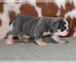 Small #7 English Bulldog