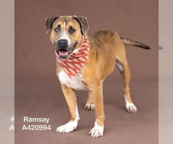 Medium Photo #1 Staffordshire Bull Terrier-Unknown Mix Puppy For Sale in Conroe, TX, USA