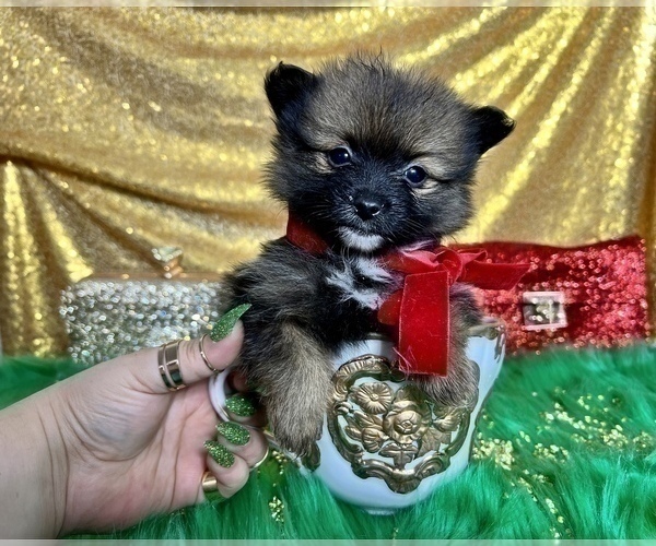 Medium Photo #48 Pomeranian Puppy For Sale in HAYWARD, CA, USA
