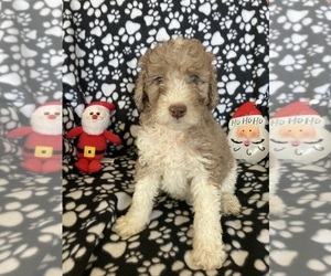 Aussiedoodle Miniature  Puppy for sale in BROOKSVILLE, FL, USA