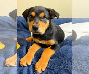 Rose - Female Labrottie Dog for Adoption - Photo #2