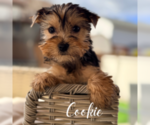 Small #3 Yorkshire Terrier