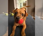 Small #1 Chihuahua Mix