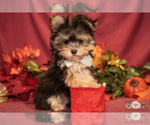 Small Photo #10 Morkie Puppy For Sale in SAFFORD, AZ, USA