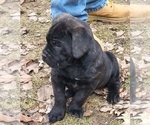 Small #3 Cane Corso