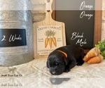 Small Photo #9 Labrador Retriever Puppy For Sale in SEGUIN, TX, USA