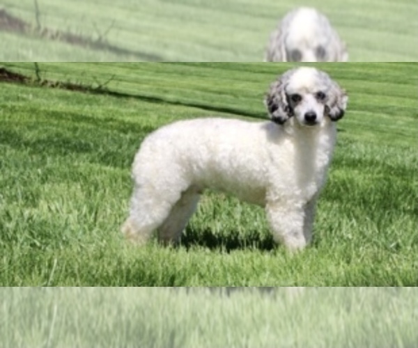 Medium Photo #1 Poodle (Toy) Puppy For Sale in GRABILL, IN, USA