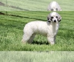 Small Photo #1 Poodle (Toy) Puppy For Sale in GRABILL, IN, USA
