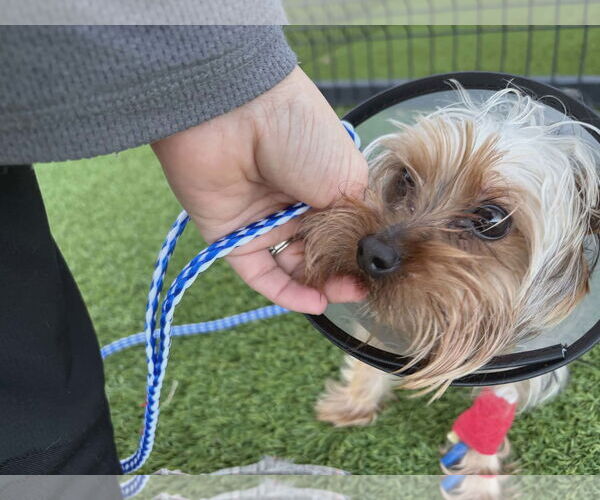 Medium Photo #4 Mutt Puppy For Sale in Spring, TX, USA
