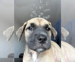 Small #2 Mastiff Mix