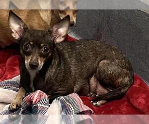 Chihuahua-Unknown Mix Dogs for adoption in San Antonio, TX, USA