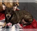 Small Chihuahua Mix