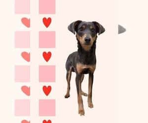 Randy - Male Mutt Dog for Adoption - Photo #6