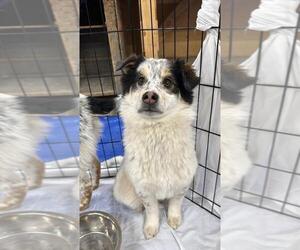 Australian Shepherd-Unknown Mix Dogs for adoption in Calgary, Alberta, Canada