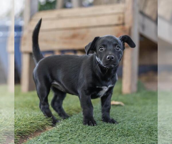 Medium Photo #4 Mutt Puppy For Sale in San Diego, CA, USA