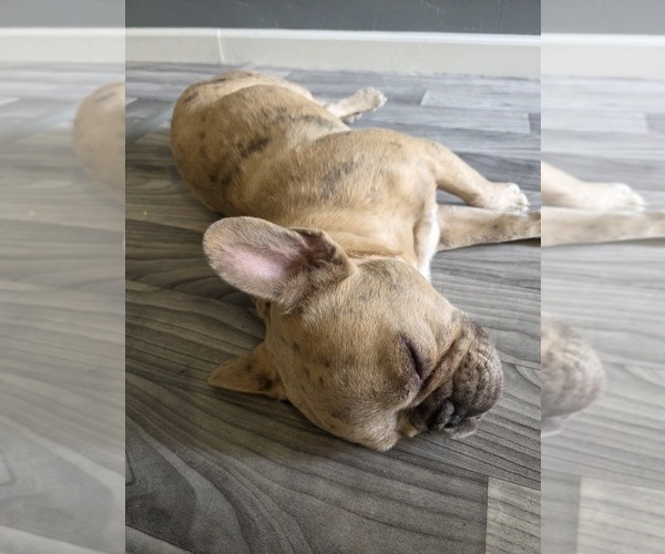 Medium Photo #1 French Bulldog Puppy For Sale in SAN BENITO, TX, USA