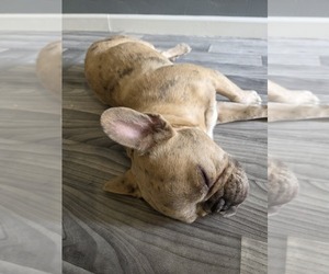 French Bulldog Puppy for sale in SAN BENITO, TX, USA