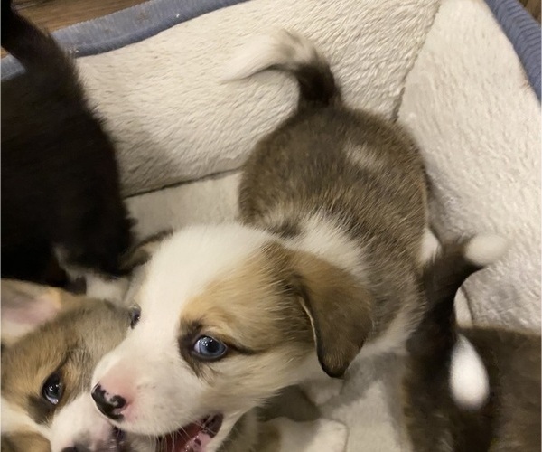 Medium Photo #3 Pembroke Welsh Corgi Puppy For Sale in BRANDON, FL, USA
