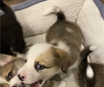 Small #2 Pembroke Welsh Corgi