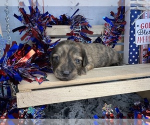 Dachshund Puppy for sale in LANE, OK, USA