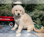 Small #1 English Cream Golden Retriever