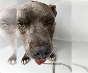 American Pit Bull Terrier Dogs for adoption in Houston, TX, USA