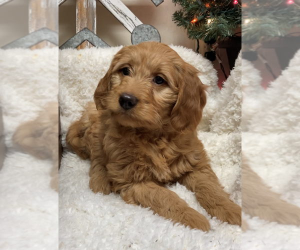 Medium Photo #3 Goldendoodle (Miniature) Puppy For Sale in HULL, IA, USA