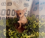 Small Photo #4 Chihuahua Puppy For Sale in WEBSTER, FL, USA