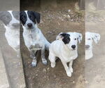 Small #2 Mutt