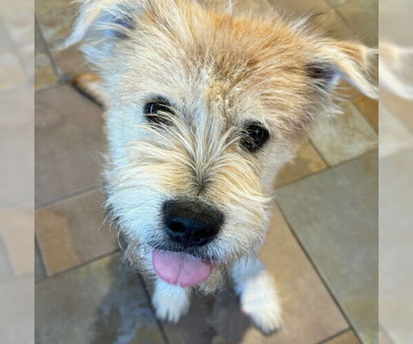 Medium Photo #4 Mutt Puppy For Sale in Arlington, VA, USA