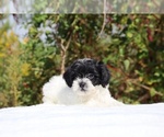 Small #1 ShihPoo