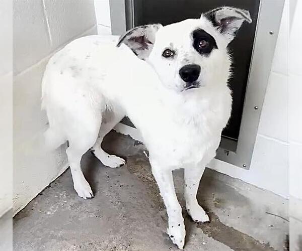 Medium Photo #2 Border Collie-Unknown Mix Puppy For Sale in Houston, TX, USA