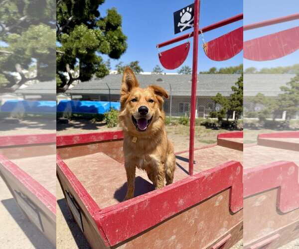 Medium Photo #3 Retriever -Siberian Husky Mix Puppy For Sale in Seal Beach, CA, USA
