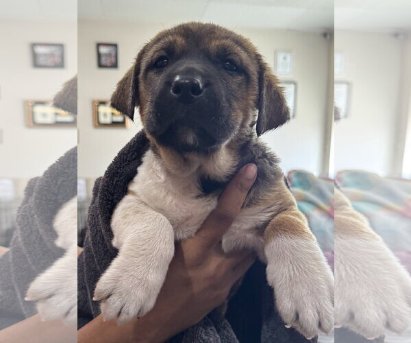 Medium Photo #9 Mutt Puppy For Sale in Sanford, FL, USA