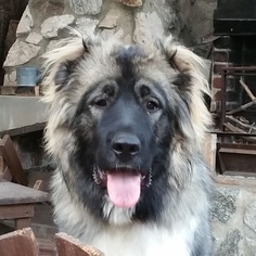 Mother of the Caucasian Shepherd Dog puppies born on 01/03/2017