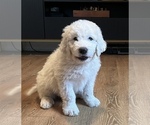 Small Photo #11 Great Pyrenees-Komondor Mix Puppy For Sale in LOUISVILLE, KY, USA