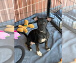 Ariana - Female Mutt Dog for Adoption - Small photo
