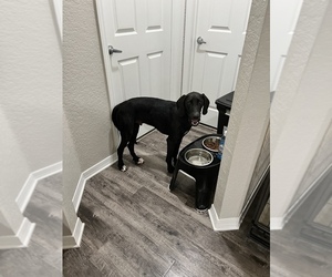 Catahoula Leopard Dog-Labrador Retriever Mix Puppy for sale in JACKSONVILLE, FL, USA