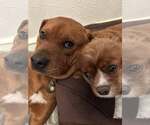 Small #5 Redbone Coonhound Mix