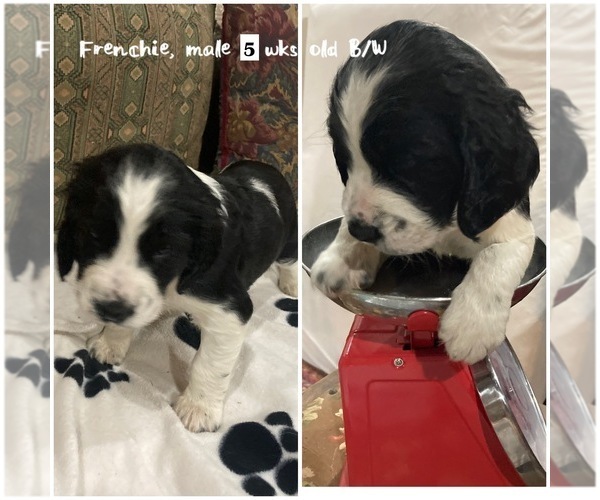 Full screen Photo #2 English Springer Spaniel Puppy For Sale in CENTER POINT, TX, USA
