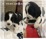 Small Photo #2 English Springer Spaniel Puppy For Sale in CENTER POINT, TX, USA