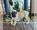 Small #7 Mastiff