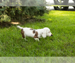 Small #4 Dachshund