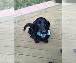 Small Photo #3 Spangold Retriever Puppy For Sale in OLALLA, WA, USA