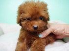 Small Photo #2 Poodle (Miniature) Puppy For Sale in LA MIRADA, CA, USA