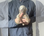 Small Photo #8 Doberman Pinscher Puppy For Sale in BARNETT, MO, USA