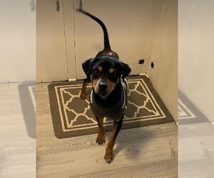 Dixby Daxby (TX) - Male Rottweiler-Unknown Mix Dog for Adoption - Photo #8