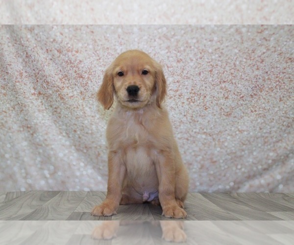 Medium Photo #1 Golden Retriever Puppy For Sale in MARIETTA, GA, USA